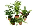Exotenherz Zimmerpflanze Großes Zimmerpflanzen Set mit 5 Pflanzen - 9cm
