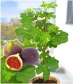 BALDUR Garten Frucht-Feige 'Rouge de Bordeaux' klein,1 Pflanze, große Mengen köstliche Feigen, winterhart bis –15 °C, selbstfruchtend, mehrjährig, ideal für Garten & Kübel, pflegeleicht