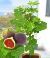 BALDUR Garten Frucht-Feige Rouge de Bordeaux klein,2 Pflanzen, große Mengen köstliche Feigen, beeindruckende Größe & Farbe, winterhart bis – 15 °C, pflegeleicht