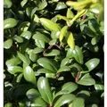 Löffel Ilex Glorie Dwarf 15-20cm - Ilex crenata