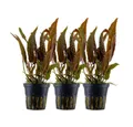 Aquaone Wasserpflanze Aquarium Pflanze 3 Stück Cryptocoryne usteriana Nr.120