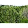Cedrus Libani Libanon-Zeder 60–80 cm