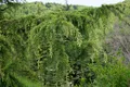 Pflanzen für Dich Konifere Cedrus libani, 1 St., Libanon-Zeder, Libanon-Zederbaum, breitwachsend, nadelgrün