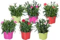 Bloomique - 6er-Mix - Dianthus - Nelken - Farb-Mix - Gartenpflanzen - 15-20 cm Hoch - Topf 10,5 cm
