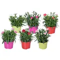 Bloomique - 6er-Mix - Dianthus - Nelken - Farb-Mix - Gartenpflanzen - Höhe 15-20 cm - Topf 10,5 cm