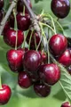 Pflanzen für Dich Obstpflanze Prunus avi. Kordia, 1 St., Süßkirsche, Kordia-Kirsche, dunkelrot, spätblühend