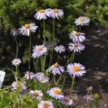 Frühsommeraster - Aster tongolensis