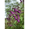Buddleja 'African Queen' Schmetterlingsstrauch 80-100 cm