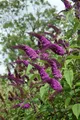 Pflanzen für Dich Gehölze Buddleja 'African Queen', 1 St., Schmetterlingsflieder, Sommerflieder