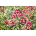Centranthus Ruber Rote Spornblume Ca. 9x9 cm Topf