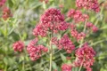Pflanzen für Dich Staude Centranthus ruber Coccineus, 1 St., Rote Spornblume, Roter Spornblume, Rote Valeriana, Rote Felsenblume