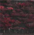 2xLP Sleep Token Even In Arcadia OPAQUE BLACK VINYL NEW OVP RCA Internation