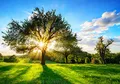 Forwall Fototapete Vlies Tapete Wanddeko Wald Natur - Baum Wiese Sonnenstrahlen Grün Moderne Wanddekoration Wandtapete 13015V8 368cm x 254cm Schlafzimmer Wohnzimmer