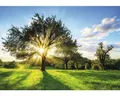 Fototapete Vlies 13015V8 Baum und Sonne 4-tlg. 368 x 254 cm