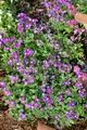 Pflanzen für Dich Staude Aubrieta cult. Rubinfeuer, 1 St., Blaukissen, Aubrieta