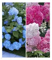 BALDUR Garten Winterhart Hortensien-Sortiment Hydrangea blau und rosa, 2 Pflanzen Freiland-Hortensie 'Vanille Fraise® und Bauern-Hortensie 'Générale Vicomtesse de Vibraye®', blühend