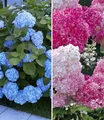 BALDUR Garten Zierstrauch Hortensien-Sortiment zum Vorteilspreis, 2 St., Freiland-hortensie, winterhart, mehrjährig, pflegeleicht