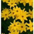 Mädchenauge Grandiflora - Coreopsis verticillata