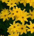 Mädchenauge Grandiflora - Coreopsis verticillata