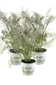 Bronzefenchel Pflanze, 3er Set, Foeniculum vulgare 'Rubrum', frischer Fenchel,3 Pflanzen Bronzefenchel