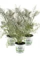 Bronzefenchel Pflanze, 3er Set, Foeniculum vulgare 'Rubrum', frischer Fenchel...