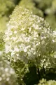Pflanzen für Dich Gehölze Hydrangea pan. Bobo, 1 St., Rispenhortensie