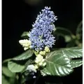 Hochstamm Säckelblume Victoria 80-100cm - Ceanothus impressus
