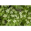 Cornus Kousa Chinensis China Girl Chinesischer Blumen-Hartriegel 60–80 cm