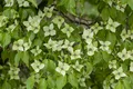 Pflanzen für Dich Gehölze Cornus kousa China Girl, 1 St., Chinesischer Blumen-Hartriegel, Japanischer Blumen-Hartriegel