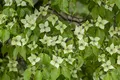 Cornus kousa chinensis 'China Girl', Chinesischer Blumen-Hartriegel, 60–80 cm