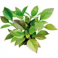 Dennerle Plants Aquariumpflanze Hygrophila Corymbosa