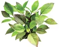 Kirschblatt-Riesen - Hygrophila corymbosa