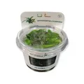Cryptocoryne x purpurea - InVitro Wasserkelch Aquarienpflanze Rarität Dennerle
