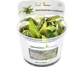 Wasserkelch - Cryptocoryne x purpurea In-Vitro