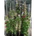 Clematis Alpina Frances Rivis Alpen-Waldrebe Blau 100–150 cm