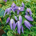 Pflanzen für Dich Kletterpflanze Clematis alpina Frances Rivis, 1 St., Alpen-Waldrebe, Clematis, blauviolett, frühblühend