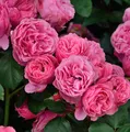 Hochstamm Rose Leonardo da Vinci® 60-80cm