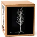 Gartenpirat LED-Baum Birke 160 cm mit 200 warmweißen LEDs Lichterbaum für Innen & Außen