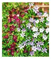 BALDUR Garten 3er Winterharte Clematis Triologie, Pflanzen im 9x9 cm-Topf, bienenfreundlich und schmetterlingsfreundlich, pflegeleicht, blühende Kletterpflanze, 3er-Farb-Mix