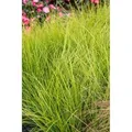 Carex Brunnea Camara Japan-Segge Grün 2 Liter Container