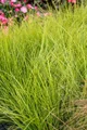 Pflanzen für Dich Gräser Carex brun. Camara, 1 St., Braune Segge, gräserartig, immergrün