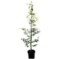 Fagus sylvatica 175-200 cm