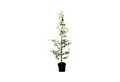 Pflanzen für Dich Baum Fagus sylvatica, 1 St., Rotbuche, Gemeine Buche, Europäische Buche, glattblättrig, herbstfärbung