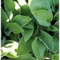 Funkie Sharmon - Hosta fortunei