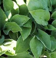 Funkie Sharmon - Hosta fortunei