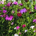 6 x Bartnelke Flieder 'Indianer Teppich' - Dianthus Barbatus 'Indianer Teppich' Topf 9x9cm: Duftende, lila Blüten, perfekt für Bauerngärten und duftende Beete.