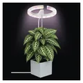EMOS - LED-Grow-Lampe für Zimmerpflanzen und Sukkulenten - runde Wachstumslampe für Orchideen mit Timer, höhenverstellbar - Helligkeit 300lm - 1,7 m USB-A Ladekabel ohne Netzteil - Weiß
