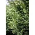 Juniperus Virginiana Canaertii Virginischer Wacholder 100–125 cm