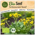 Senf Samen (BIO) - 200 Samen Kräutersamen Senfsamen Schwarz