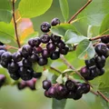 Apfelbeere Hugin Aronia melanocarpa kompakte kleinbleibende Sorte Beerenstrauch